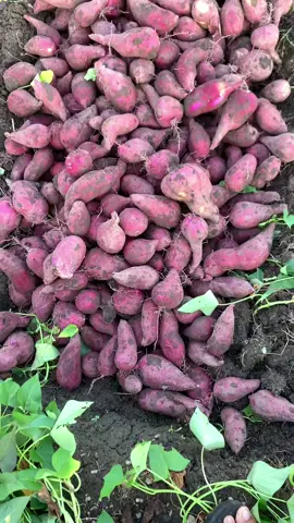 Kekurangane di lengkapi, kelebihane dihargai, mergo seng terbaik kui dibentuk duduk digolei (ubi ungu murasaki) #emaneonosabrang#ubijalar#sweetpotato#telo#ubi#ketela#potatoes#petaniubijalar#ubiungu#polopendem#jayalahpetaniubijalar🍠🇮🇩#petaniindonesia🇮🇩🇮🇩🇮🇩🌿🌿#petanimuda#farm#farmlife#farmer#banyuwangi#fyp#fypシ゚viral#foryou#fypシ#xyzbca#foryuopage  
