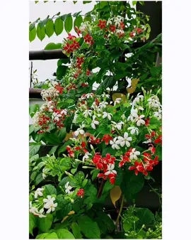 হাজার সৌন্দর্যের মাঝে তুমি এক সুন্দর ফুল 🙂💞#tiktok #keşfetteyizzz ##মেনশন_করুন_আপনার_প্রিয়_মানুষকে❣️😊 