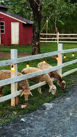 Đây là Đà Nẵng á 😳                                             📍The Farmers - Vạn Thành, Đông Sơn, Hoà Vang, Đà Nẵng #danang #fypシ #nccdanang #chill #cafe #cafedanang #viral #thefarmers #chupanhkientruc 