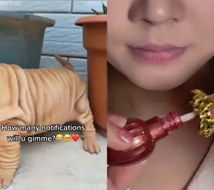 #dogs #dogsoftiktok #lipstick #fypシ゚viral 
