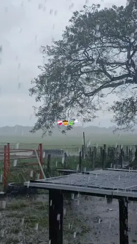 Dios Me Le Bendiga Mi Gente Criolla 🤠 🙏🏼  Día Lluvioso En El Llano🤠🌧 Esta Lloviendo Ventiao🌧🍃 #paratiiiiiiiiiiiiiiiiiiiiiiiiiiiiiiiiiiiiii  #Viral  #loveporelcampo💘  #mujerllanera🇻🇪❤️  #fundoeltrompillo🐄✨  #lechemielapurevenezuela  #aguacerosdeagosto #diosdecabrestero🍀📿🧿  @Jorge F. Guerrero S. 