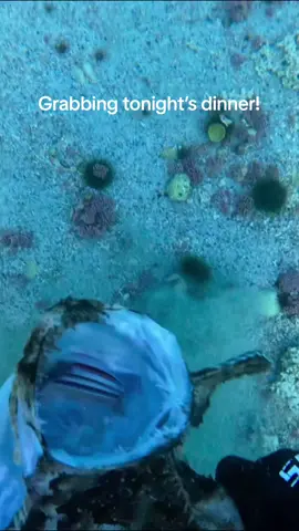 One of the best tasting fish there is!#spearfishing 