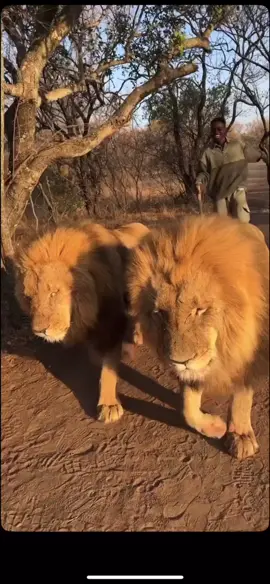 🦁🦁🦁🦁😂😂@₱ɆⱠⱠɆⱤ @Amadou Elizabeth @🤪JuNIoR ElDeR🤪 