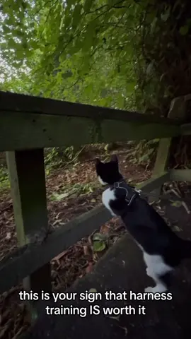 new adventures every single day for baby atlas! insta @/tuxedokittenatlas  #catsoftiktok #cat #catlover #kitten #kittensoftiktok #kittens #dancingcat #zxycba #tuxedocat #fypシ #erastour #cattok #foryoupage #foryou #blackandwhitecat #kitty #tuxedokitten #leashtraining #cattraining #catonaleash #adventurecat #catenrichment #PetsOfTikTok #catsoftiktok #fyp 