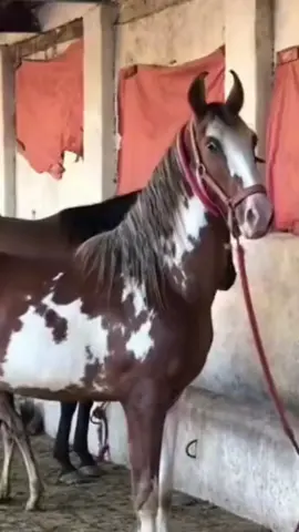 #สโลว์สมูท #foryoupage #gujjarclubdeona #gujjar🦅🐴 #adnangujjar786900 @Ch Qasim gujjar @Ch Mohsin Gujjar @چوھدری عبدالمناف دیونہ🦅💫 @ُ Zoحaib Chodhary❤️ @چوہدری عدنان گجر دیونا 1  