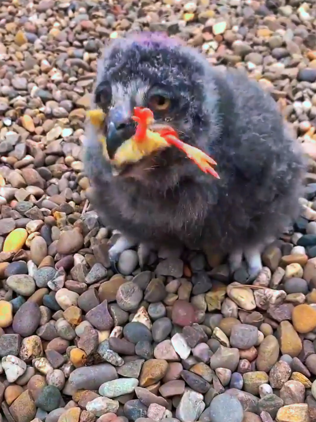(Look At This Cute Little Eagle Eating A Whole Chick).😱 #amazing #animals #bird #foryou #fyp #eagles
