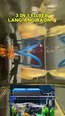 Quality to para sa gusto mag alaga ng isda #aquarium #fish 