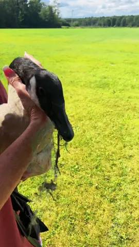 PLEASE clean up after yourself! & clean up any trash you see!❤️🦆 #tiktok #foryou #helpinganimals 