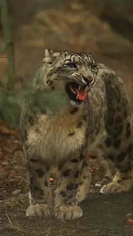 These are the sounds of each animal's roar. Which one is the most beautiful? Which of these sounds causes the most fear in its prey? . These animals can emit these sounds with impressive force. The sound of a lion's roar, for example, can be heard up to 8 kilometers away. The roar of a tiger and a panther is one of the loudest sounds emitted by animals, causing their prey to flee from these animals. Nature has impressive characteristics and images, presenting us with a wonderful spectacle every day. . #amazing #amazingvideo #world #beautiful #Wonderful #wonderful #animals #animais #cats #cat #jaguar #panther #onça #lion #tiger #felinos #action #naturelover #nature #natureza #Love 