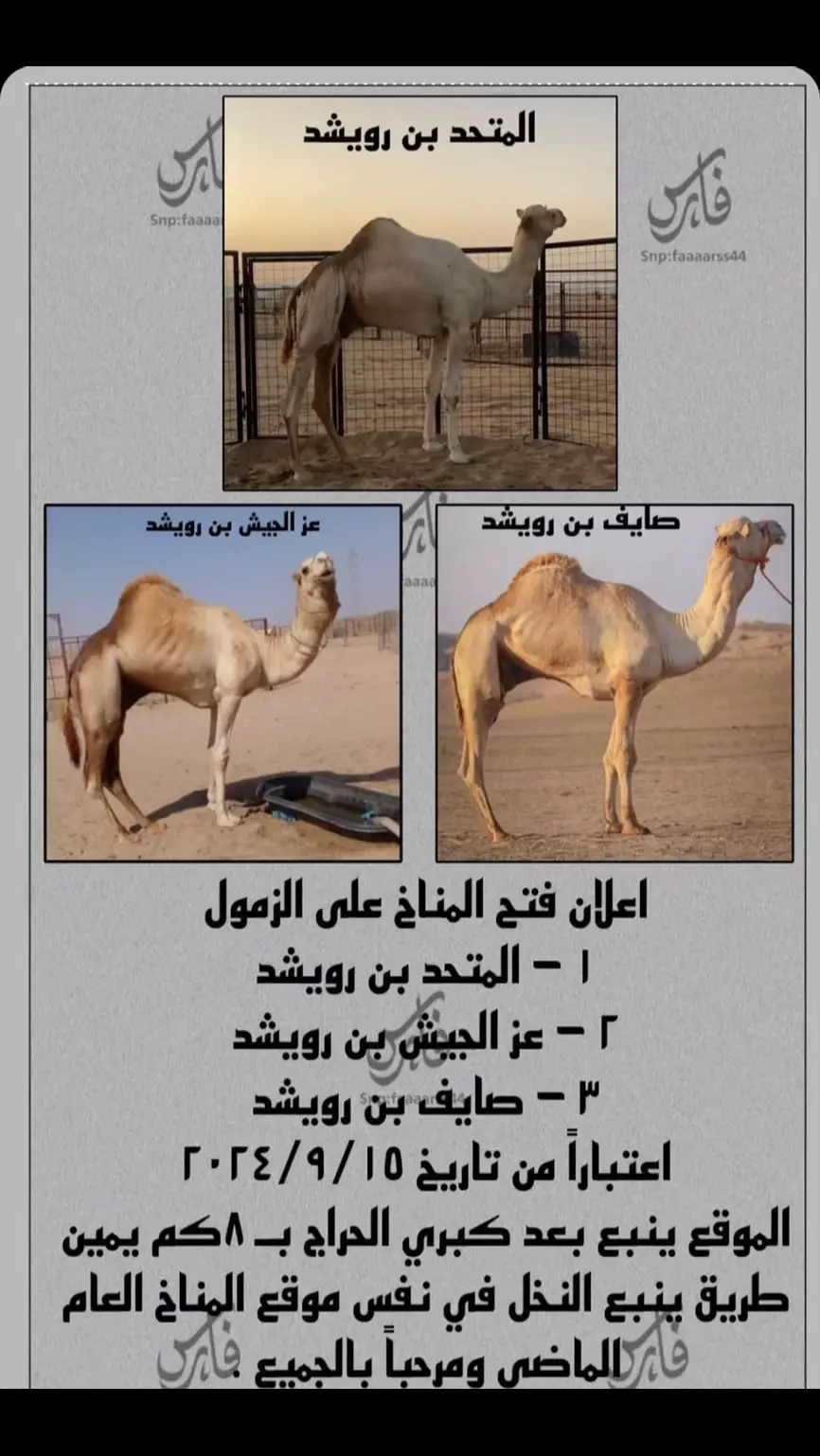 #هجن #الابل_عطايا_الله #الابل_عطايا_الله_عشاق_البداوة_🐪😍 #هجن_الاصايل #اكسبلور #هجن_العاصفه #هجن_الشحانيه #الابل #هجن_الرياسة 