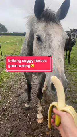 so ungrateful #equestrian #horsetok #equine #horsegirl #horsesoftiktok #equestrianvibes #equestrianlife #horseriding #horsetiktok #fyp 