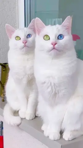 #cute #cats #shorts #catdance #trending #tiktok 