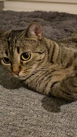 #annie #dog #hundevideos #dogs #cattoker #tomorrow_x_togeth #catlover #cats #comedia #comedia #katze #katze #hundevideos #dog #cattoker #catlover #dogsoftiktok #dogsoftiktok #leshgoo #قطط_مضحكة_لطيفة #สโลว์สมูท #kinder #قط @M A M A & W E R K A @CatĐángYêu❀ @Барик @Cat Sonya @CATERINA VALENTINO @Cat Janice 