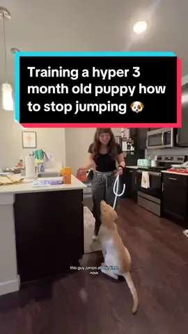 Replying to @pugpuppy68 I GOT YOU! Henry is a jumper, so today we’re training that out of him ❤️🐶 #puppytiktok #howtostopjumping #howtotrainyourdog #goldenretrieverlife #newpuppycheck 