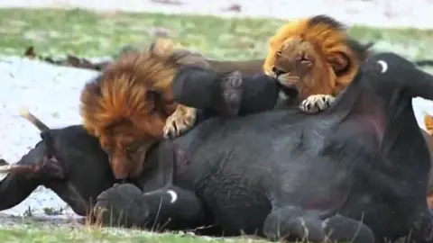 Epic Lion vs Elephant Showdown: Lion's Struggle to Hunt Massive Elephant #Wildlife #LionVsElephant #NatureDocumentary #AnimalKingdom #PredatorVsPrey #SafariAdventure #NatureDocumentary 