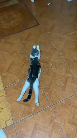 🫶🏼 #meme #fyp #gatos #Love 