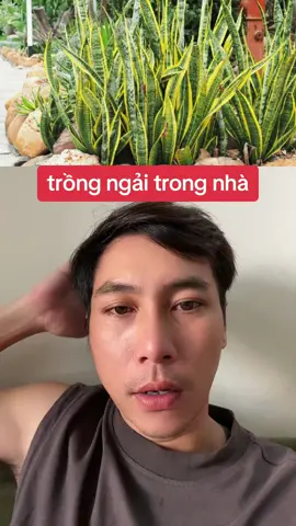 trồng ngải trong nhà #xhuong #tiktokvietnam #tiktok #viral #trending #tamlinhphongthuy #nhantuonghoc #tamlinh #tuongso #nhandien #tuvi #xuhuong 