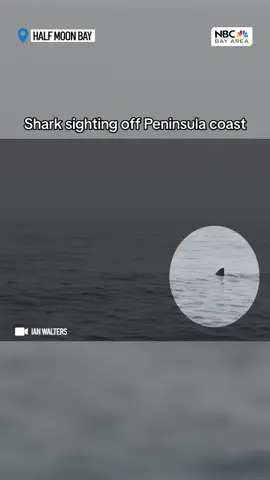 #Shark sightings off Peninsula coast provide cautionary reminders • #BayArea #HalfMoonBay 