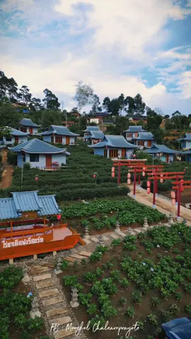 #ไร่ชาเฉินฟงรีสอร์ท #บ้านรักไทยแม่ฮ่องสอน #แม่ฮ่องสอน #หมู่บ้านชาวจีนยูนนาน