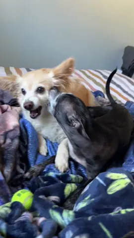 Beanie bear and Molly love to wrestle. #beaniebear #rescuedogs #rescuedogsoftiktok #furbabies#CapCut 