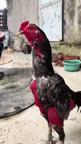 “Xám Cướp Cờ” chào mừng e đã quay trở lại 👍. Thay lông mà đỏ chín hơn cả gấc 😝