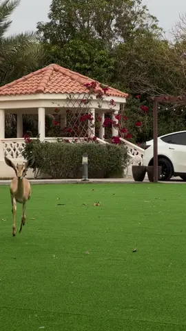 فاقت جميع الغزلان🦌. #غزال#الريم #محمد_عبدوه #تصميمي #fypシ #fyp #اكسبلور #اكسبلورexplore #ليك #متابعه #فولو_اكسبلور 