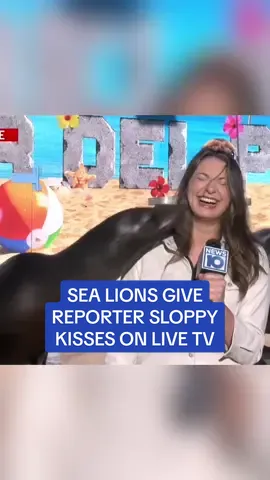 News 10 reporter Giuliana Bruno picked up some new admirers at a fair in New York. 🎥News10 #sealion #usa #newyork #news #television #seal #reporter #funny #viral