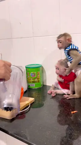 Dad made a banana milk shake for Bryan and Icy monkeys 😋  #monkey #cute #baby #monkeyface #animallover #animal 