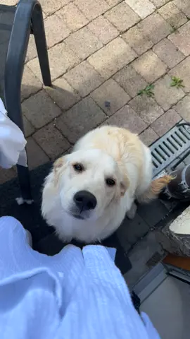 The excitement to get petted 🥺 #goldenretriever #goldenretriverpuppy #puppy #dogsoftiktok #doglover #puppylove #puppylife #goldenpuppies #goldenpup #goldenretriever #goldenretrieverlife #dogs #puppylove 