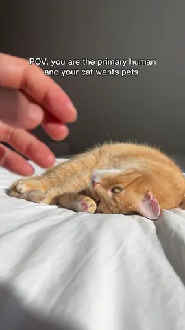 just one meow is all it takes…