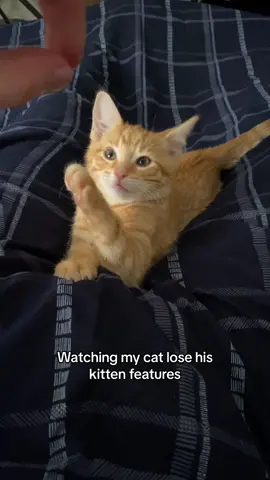 Baby Phil 🥹 He was such a lil menace (still is) but just too cute 🧡 . . . . . . #catsofinstagram #catlove #catlover #catsoftiktok #catdad #orangecat #catslovers 