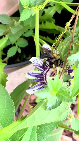 I live these wild flowers!! Maypop Passionflower is one of the northernmost passionflowers! It’s latin name is Passiflora incarnata, and it has a long history of being used to RELAX so… imma go have some 😅 its also a great edible plant! I cant wait for fruit!!