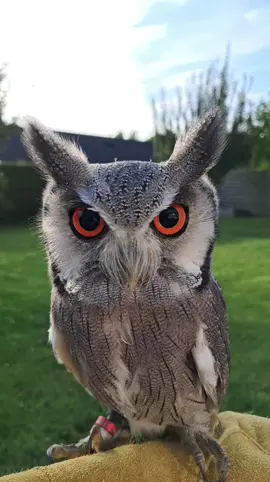 Owls can turn their heads extremely far, around 270 degrees 🔥🔥 #turn #around #270 #transformers #owl #optimus #prime #killer #predator #killerclaws #orange #eyes #beautiful #birds #animals #whatsup #friends #viral #viraltiktok #fyp #evil #👹 #💀 #🧙‍♂️ #🦉 #🔥#🇩🇰 #Denmark #vikings 