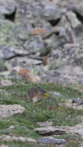 Little Pika gathering flowers  #pika #rodentsoftiktok #mountains #wildlifephotography #wildlife #cowildlife #cowild #rmnp  