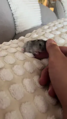 Cute baby hamster 🥰🌸 #hamsters #cute #fyp #foryou #foryoupage #viral #2024 #tiktok #explore #animals #cuties #trending #sleep #lovely