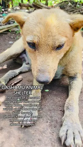 GASHOMU ANIMAL SHELTER  The stories of a rescued dogs are the tales you will never know. But his scars will tell all that he or she has been through.  Shelters have now become the homes of many abandoned souls. With many dogs and cats still suffering and being neglected. The list you do is at least to help those rescued pets get something to eat. With very low chances of a second home. Living happy and healthy the sanctuary is the only hope they have left.  Consider donating to help feed our rescued pets.  Follow share like and comment to help make a difference  #dog #rescuedog #dogsoftiktok 