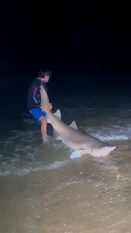 Giant Sand Tiger Shark Caught Off Beach Using Drone??! #fishing #lbsf #bunker #shark #sharkfishing #beachlife #sunrise #landbasedsharkfishing #blacktip #blacktipshark #hammerhead #floridafishing #bigshark #sharkattack #beachsharkfishing #floridasharkfishing 