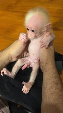 #singe #monkey #babymonkey #pourtoi #foryou #fyp #thailande #thailand #bangkok #gina #tony #albinosmonkey #monkeyalbinos 