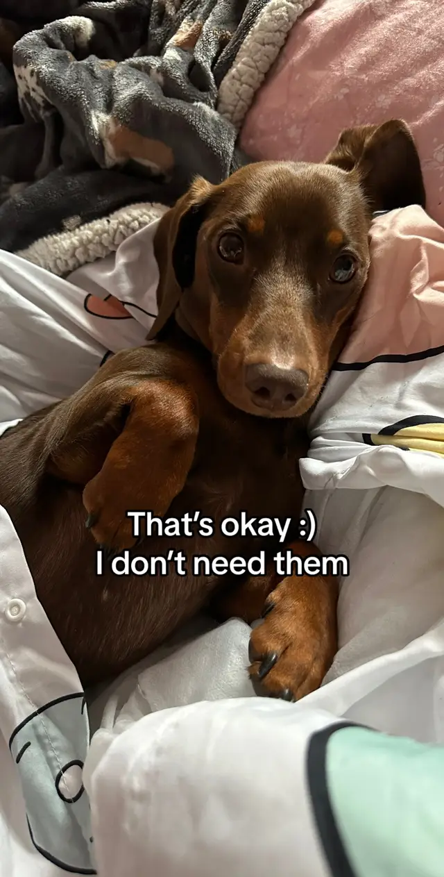 Another version of this trend #dogsoftiktok #dogs #pets #treats #fyp #trend 