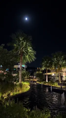 #انا_مستسلم_وراضي_وشوقي_واصل_حده🎋🎋✨🌱 