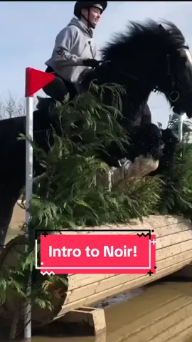 Replying to @Gracie 🐴🐎 your wish is my command! You can follow Noir on ig blackmagic.eventing 🥰 #equestrian #horsetok #equine #horsegirl #horsesoftiktok #equestrianvibes #equestrianlife #horseriding #horsetiktok #fyp 
