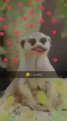 شاركو من عندكم افعى😂😂📎 #اجدابيا_بنغازي_البيضاء_طبرق_ليبيا  #المرج #طربلس_مصراته_صبراته_زوراه_سرت_بنغازي 