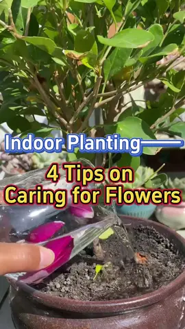 #garden #gardening #gardeningtips #plants #planting #plant #homegarden #gardentools #backyard #houseplant #houseplants #indoorplants #indoorplant #indoorgarden #flower #flowers 