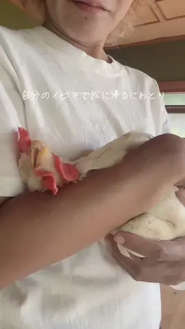 #LIVEhighlights #TikTokLIVE #LIVE  #にわとりのいる暮らし  #にわとり #ペット #いびき