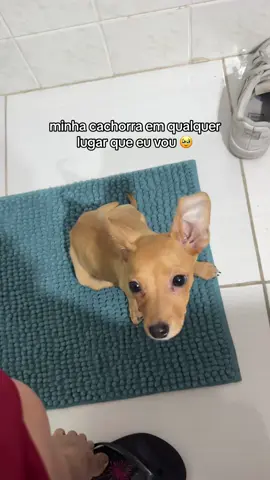 claudete no seu dia menos invasiva #filhote #pet 