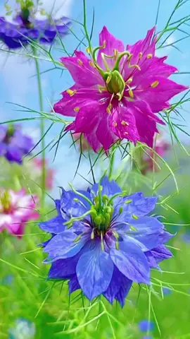beautiful flower #flowers #花 #綺麗 #gooodmorning #scenery #お花のある暮らし #美しい花 #ดอกไม้ #꽃 #hoa 