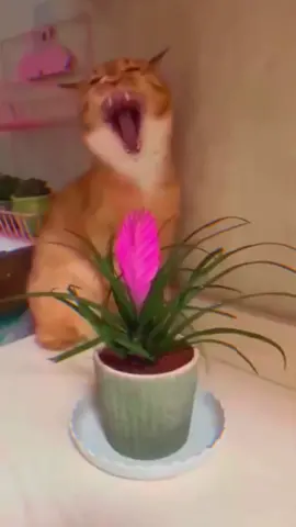 #cat #funnyvideos #dog 