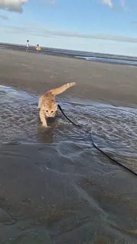 Passage dans l’eau validé pour Sox !🥰 #CapCut #chat #vacances #holiday #memoriesbringback #sea #cats #catsoftiktok #chaton #catlover #chatroux #belgium #belgique #foryou #fyp #pourtoi #foryoupage 