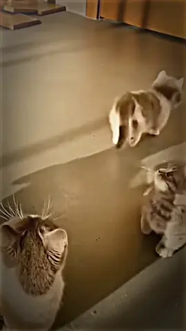🥺 #cute #cat #fyppppppppppppppppppppppp #catsoftiktok #cutiecat 