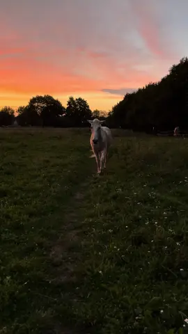safe space🙂‍↔️ #horse #fyp #fy #equestrian #sunset 
